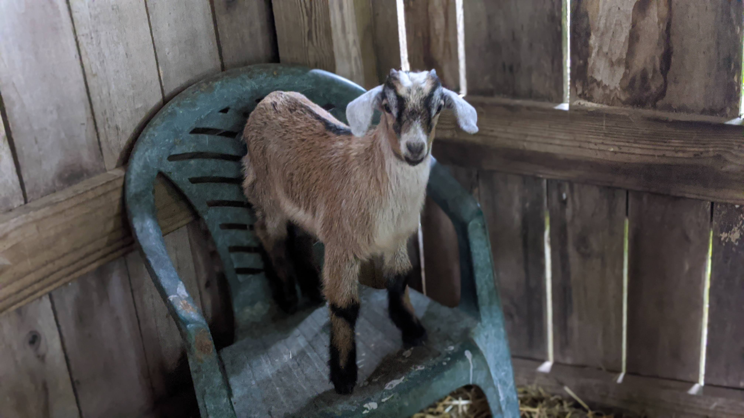 Floyd the Felon: How One Goat Earned His Reputation