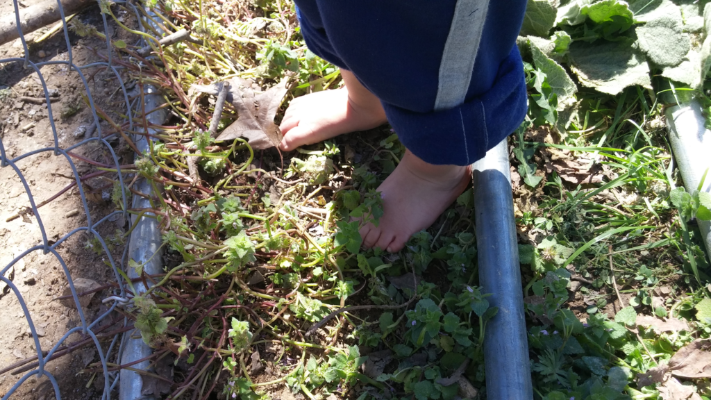 barefoot toddler feeding livestock