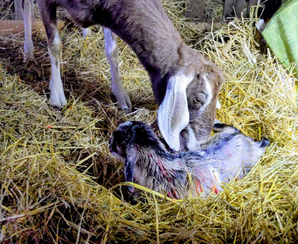 Ida the goat on East Tennessee Kiser Ridge Farm, with her baby Curtis Lowe, Floyd the Felon's brother