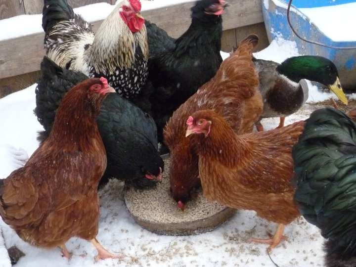 Chickens in the snow eating from rubber pan