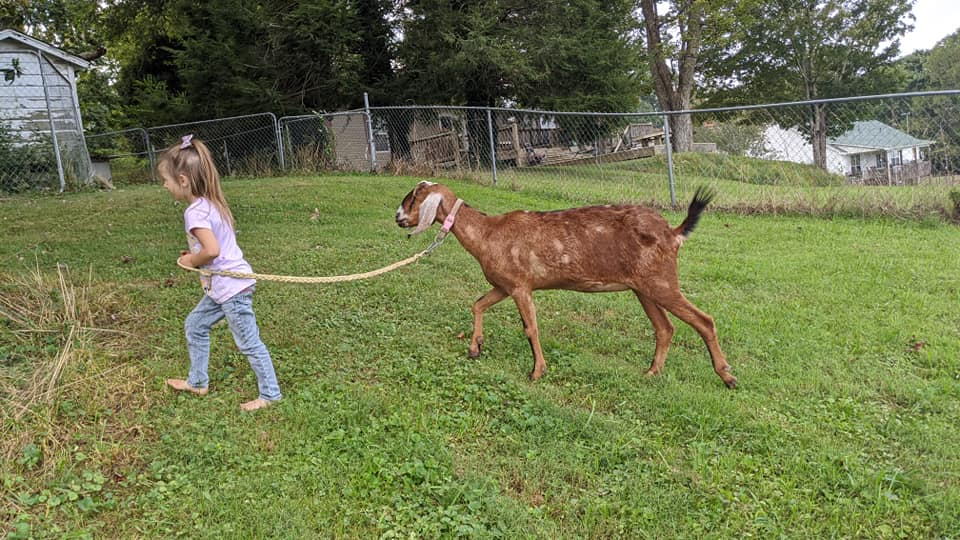 toddler helping with livestock chores walking goat