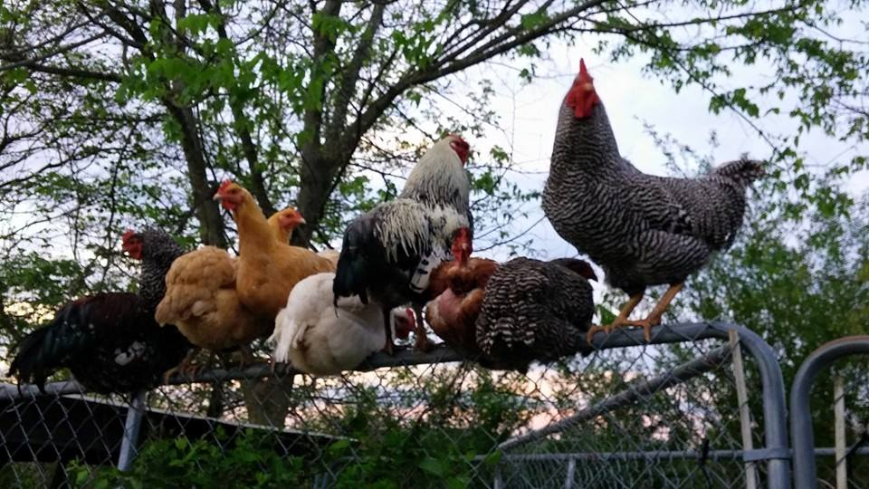 Chickens at Kiser Ridge Farm in East Tennessee