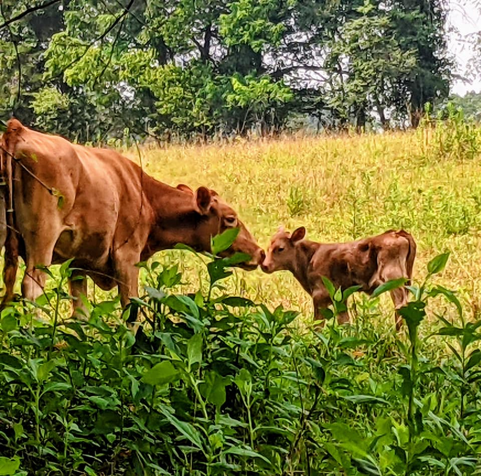 Mama cow and new baby calf on small East Tennessee farm Kiser Ridge Farm the beautiful reality of farming 