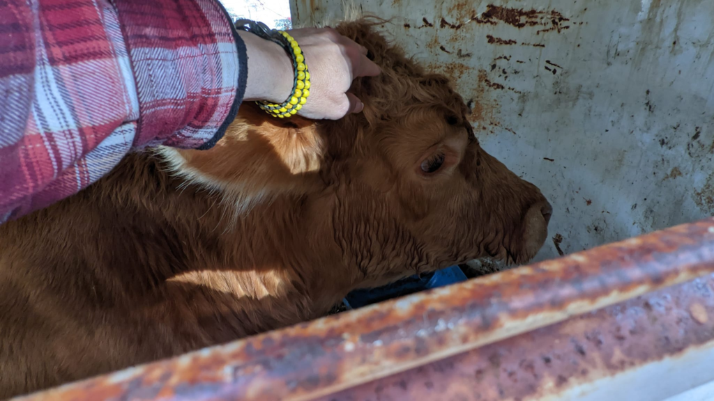 bull calf in livestock trailer leaving small East Tennessee farm the hard reality of farming Kiser Ridge Farm