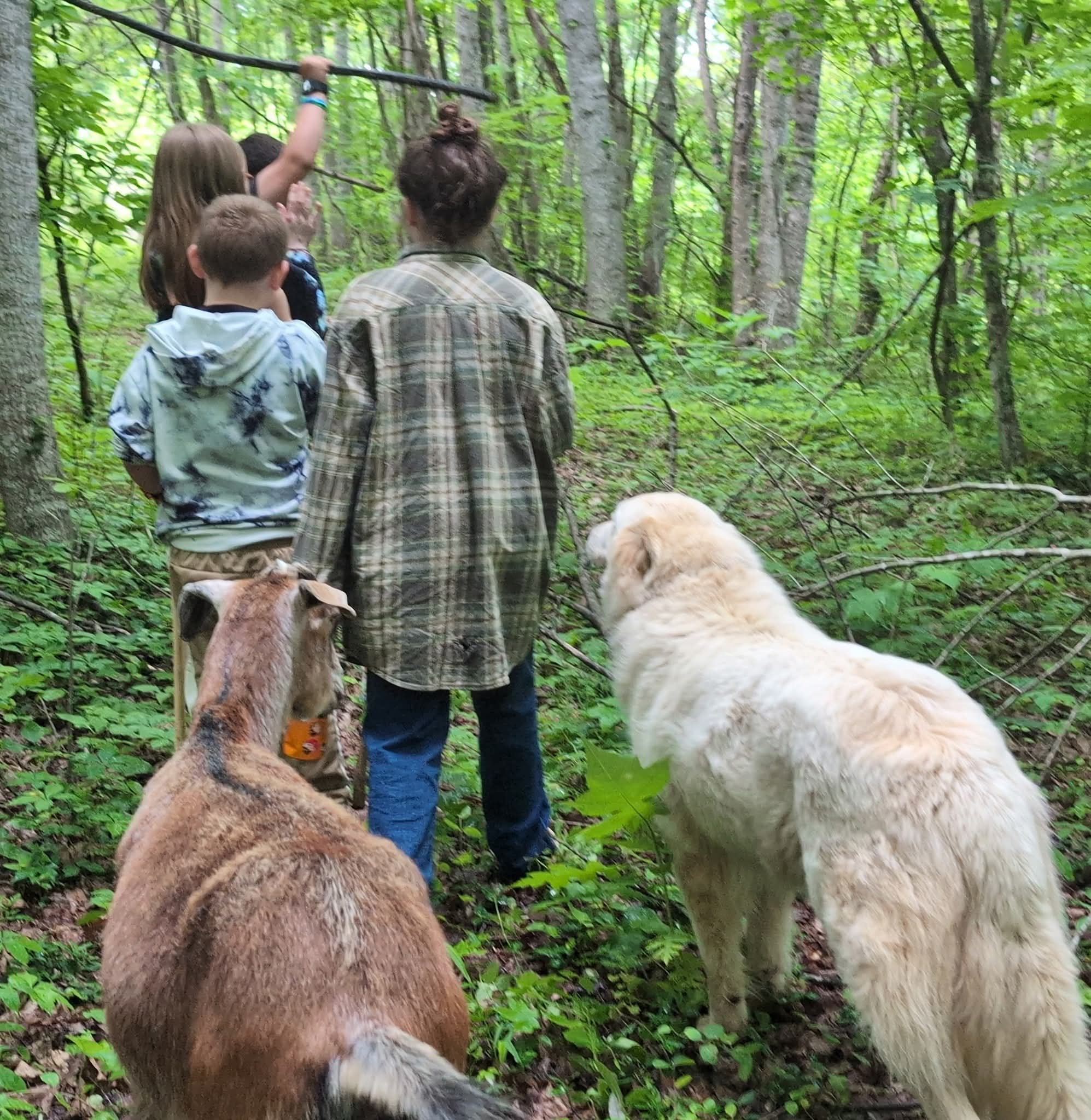 Farm animals at Kiser Ridge Farm in East Tennessee hiking
