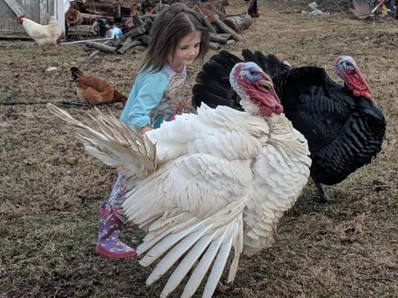 Toddler doing poultry chores at Kiser Ridge Farm