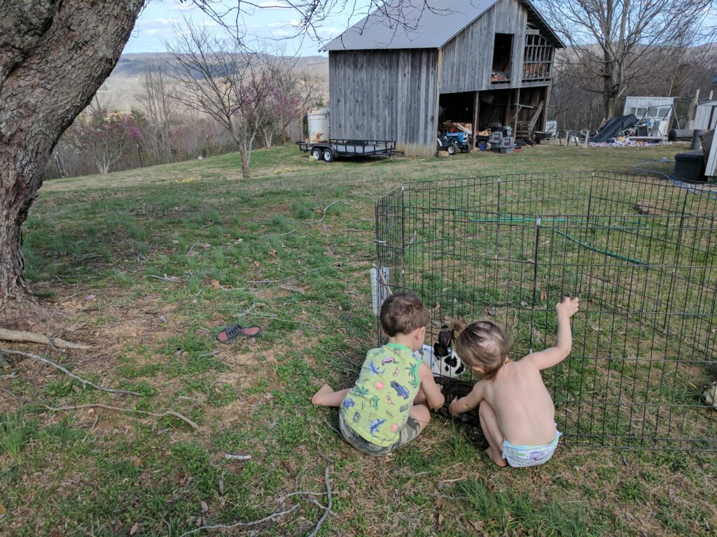 Children feeding rabbits Portable fencing used on a working farm for animals and daily chores