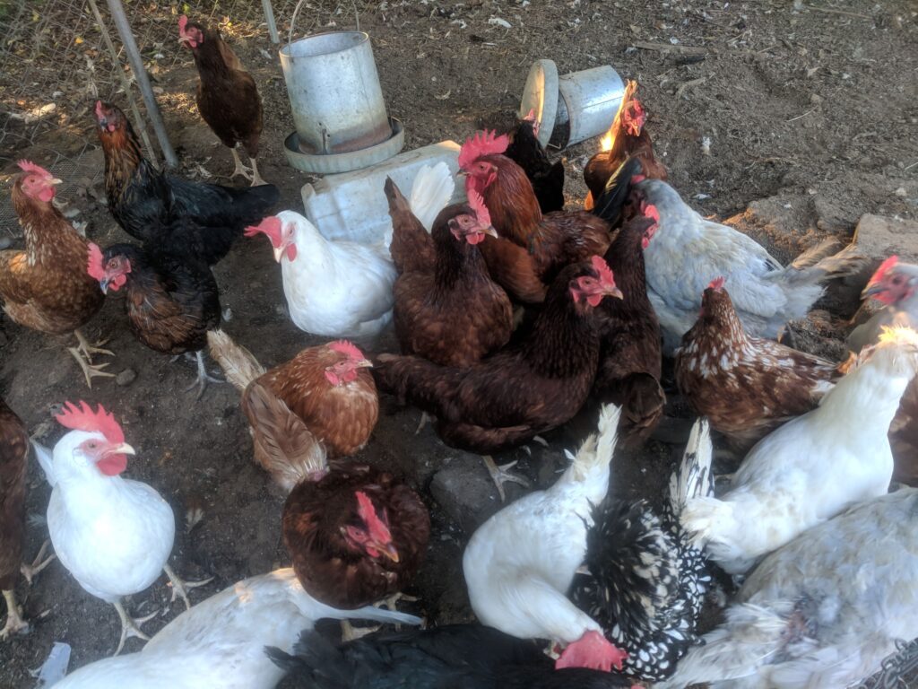 chickens at Kiser Ridge Farm