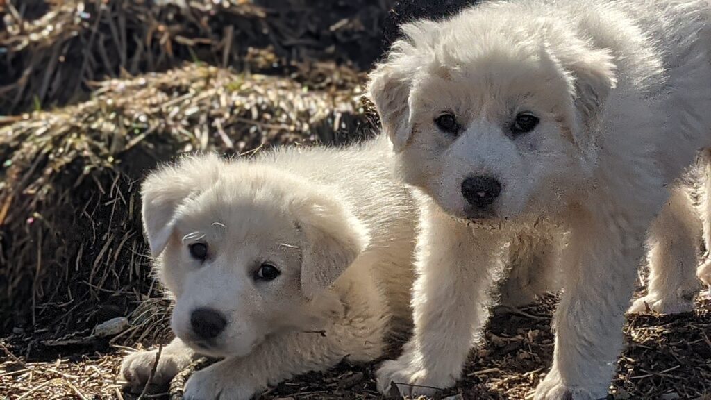 Jam and Blue livestock guardian dogs at Kiser Ridge Farm in East Tennessee