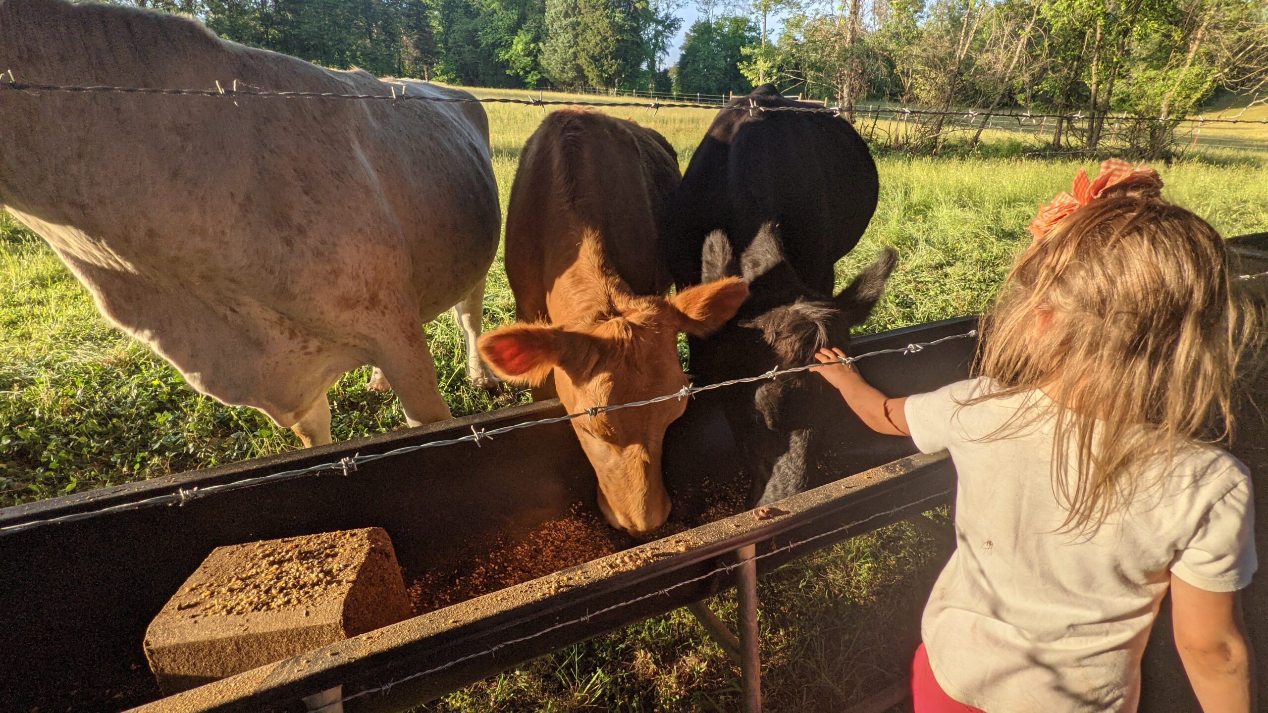 child petting Cows that are eating on small family farm in East Tennessee Kiser Ridge Farm