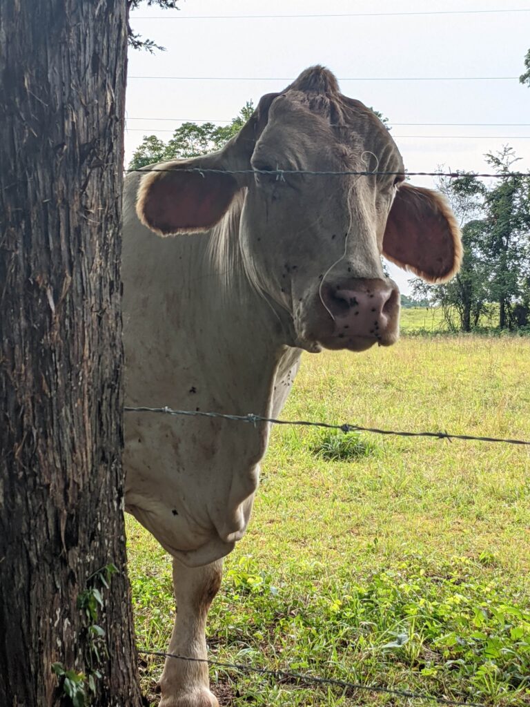 Cows at Kiser Ridge Farm Grazing East Tennessee 