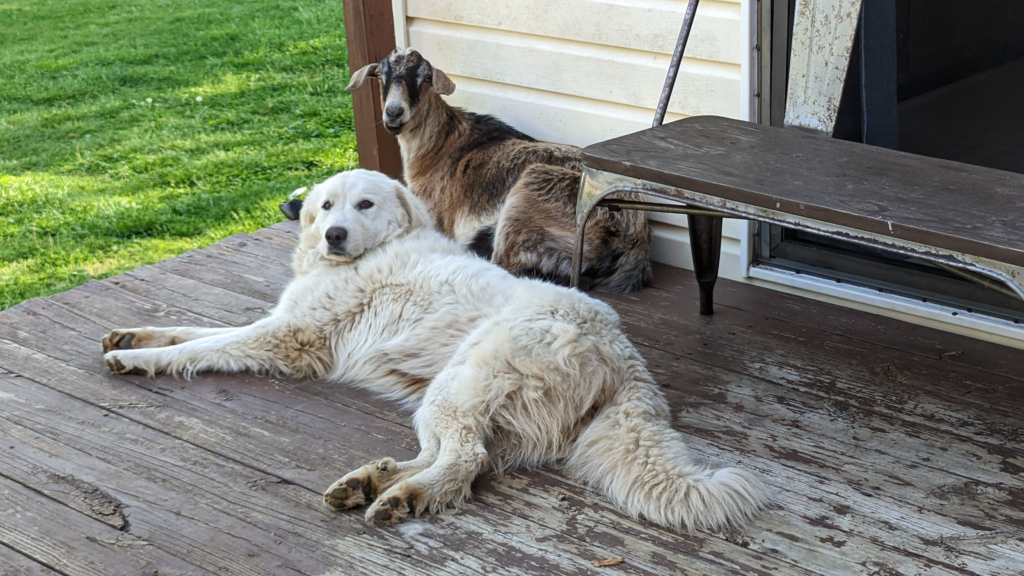 Floyd the goat and Jam the guardian, napping on the porch at Kiser Ridge Farm