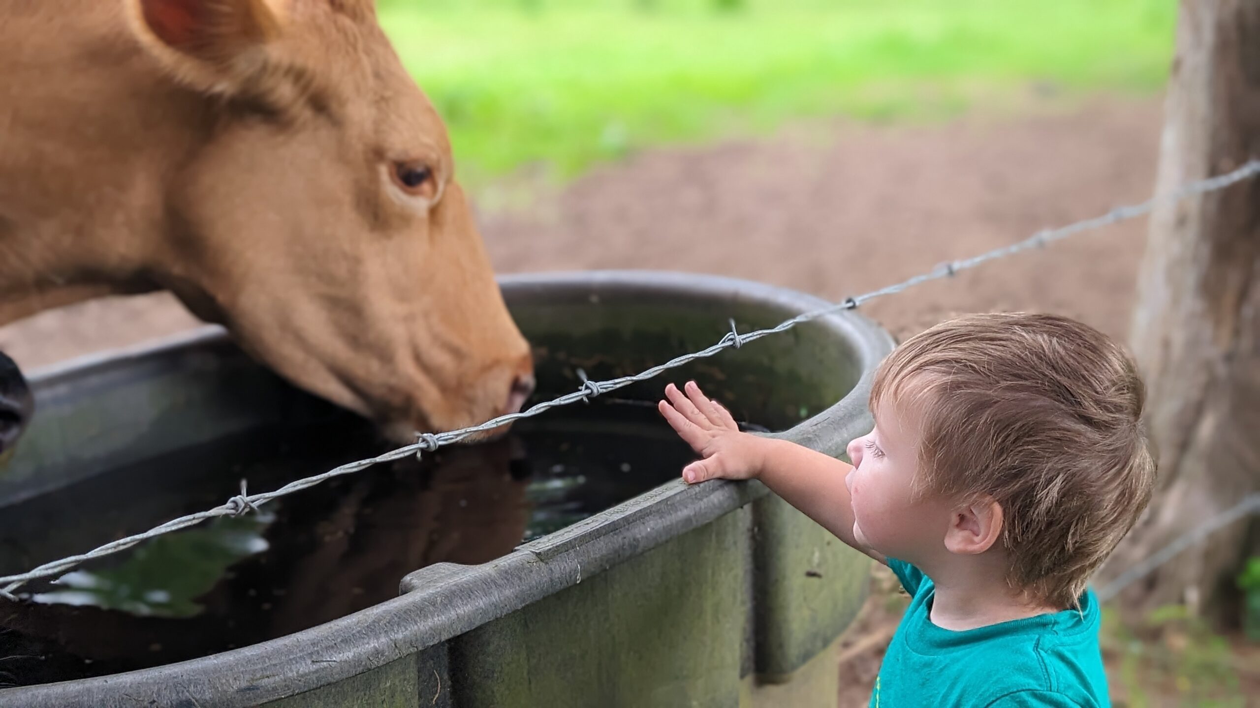 Daily Farm Chores: What Actually Goes Into Caring for Livestock