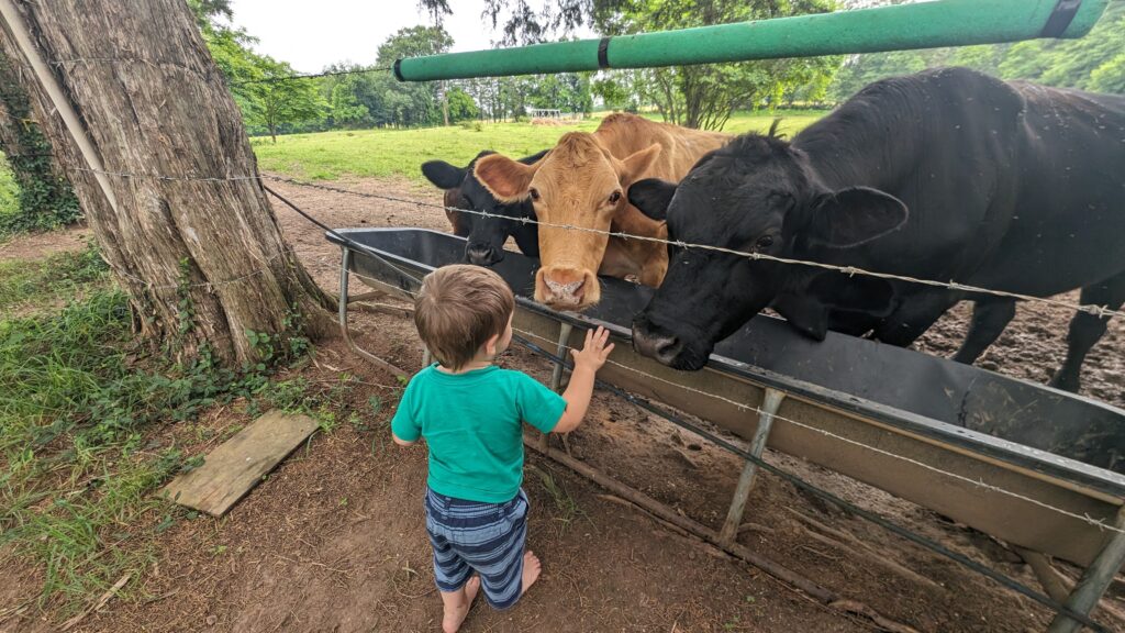Toddler learning to treat livestock gently