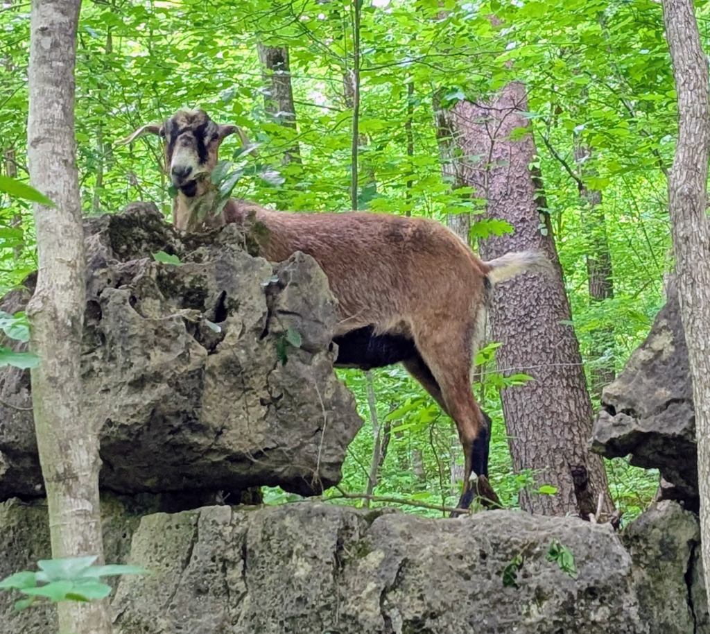 Floyd the felon, a goat, climbing rocks, on a hike, at Kiser Ridge Farm