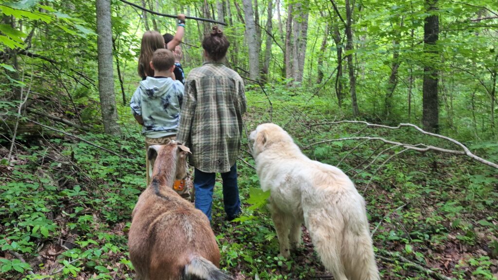 Floyd the felon, a goat, hiking with kids, at Kiser Ridge Farm