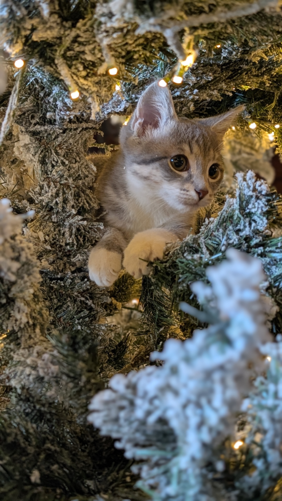 Sushi the kitten at Kiser Ridge Farm in East Tennessee