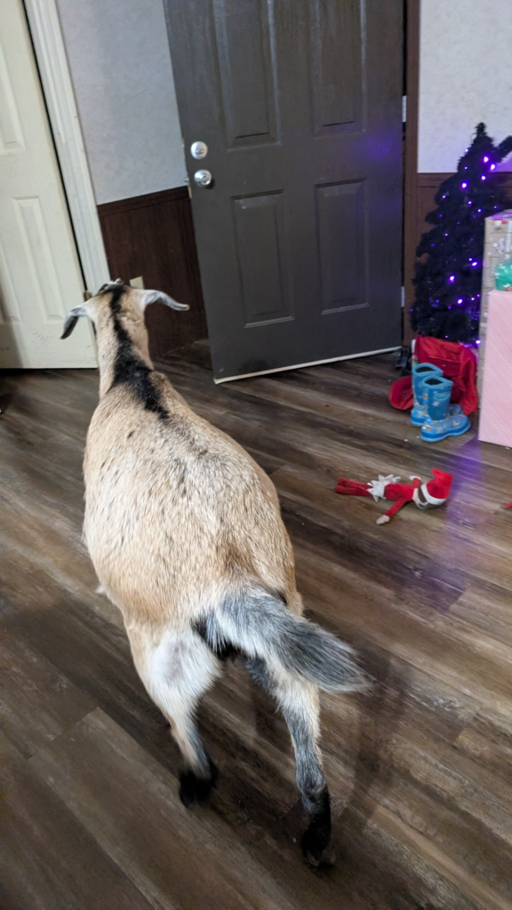Floyd, a goat, walking through the house, at Kiser Ridge Farm
