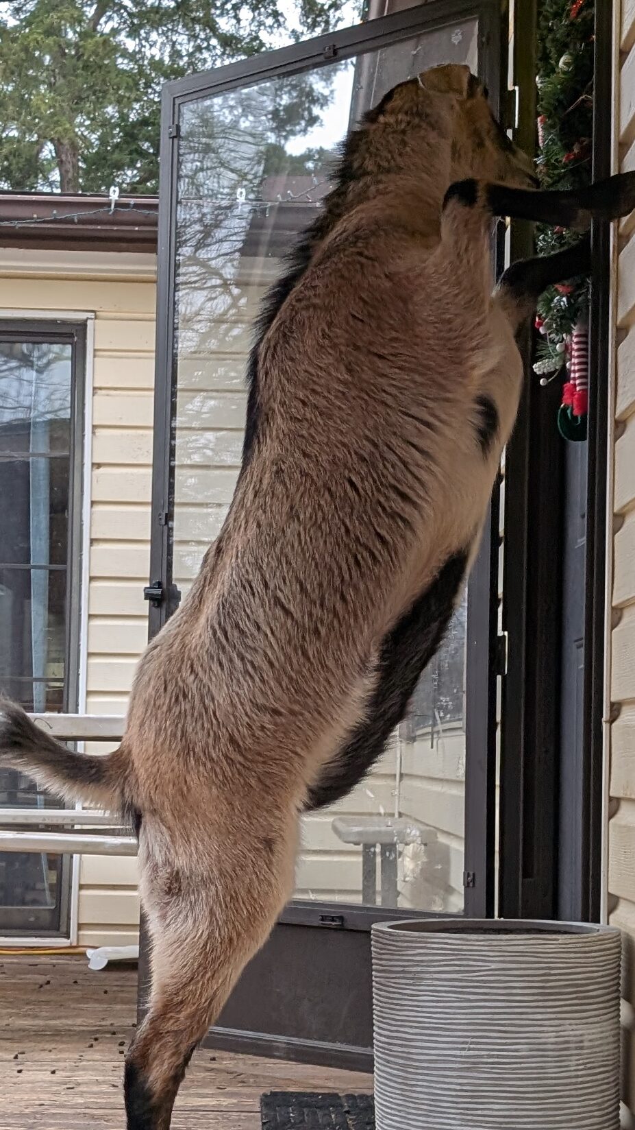 Floyd the Felon, a goat, knocking on the front door at Kiser Ridge Farm