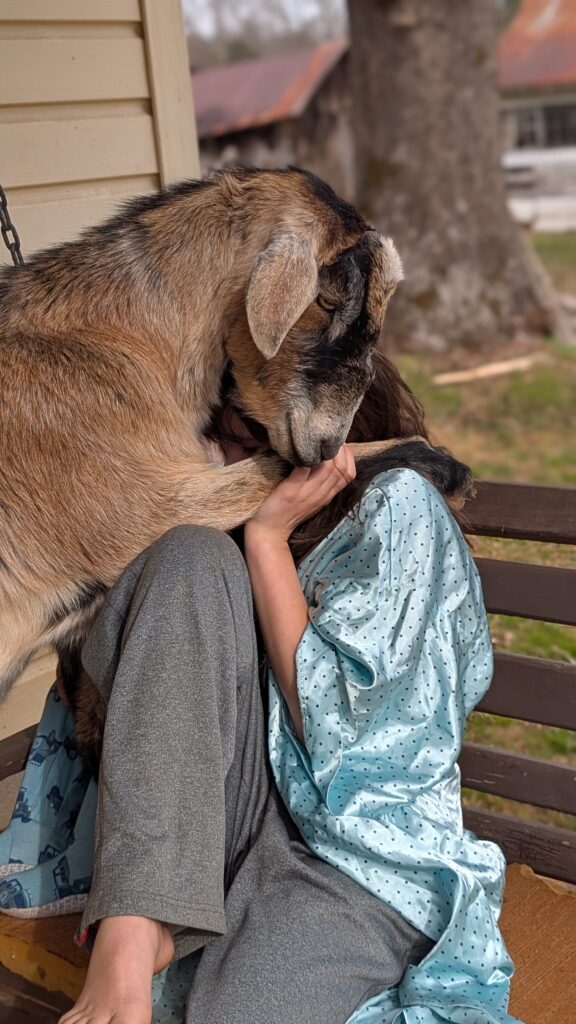 Floyd the Felon, a goat, giving hugs